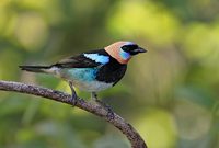 Golden-hooded Tanager (Tangara larvata) photo