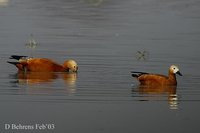 Ruddy Shelduck - Tadorna ferruginea