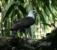 Ornate Hawk-Eagle - Spizaetus ornatus