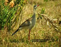 Red-legged Seriema - Cariama cristata