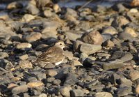 Rufous-chested Dotterel - Charadrius modestus