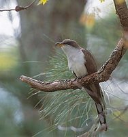 Yellow-billed Cuckoo (Coccyzus americanus) photo