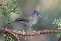 Juniper Titmouse (Baeolophus ridgwayi) photo