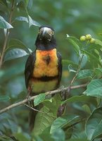 Collared Aracari (Pteroglossus aracari) photo