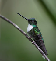 Collared Inca (Coeligena prunellei) photo