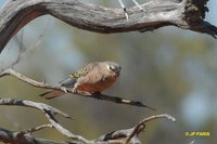 Bourke's Parrot - Neophema bourkii