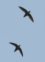 Chimney Swift - Chaetura pelagica