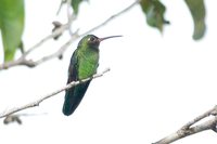 Green-tailed Goldenthroat - Polytmus theresiae