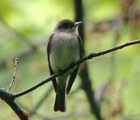 Eastern Wood-Pewee - Contopus virens