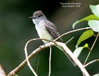 Venezuelan Flycatcher - Myiarchus venezuelensis