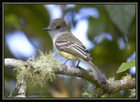 Pale-edged Flycatcher - Myiarchus cephalotes