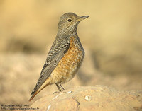 Rufous-tailed Rock-Thrush - Monticola saxatilis