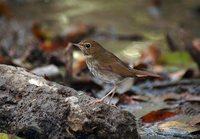 Rufous-tailed Robin - Luscinia sibilans