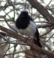 Blue-capped Redstart - Phoenicurus caeruleocephalus