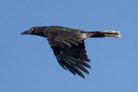 Gray Currawong - Strepera versicolor