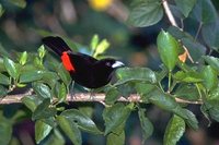 Passerini's Tanager - Ramphocelus passerinii