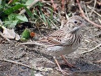 Vesper Sparrow - Pooecetes gramineus