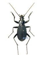 줄딱정벌레 - Leptocarabus ssp.