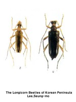 따색하늘소 - Pseudosieversia rufa