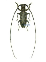 긴수염하늘소 - Monochamus subfasciatus