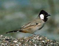 * White Cheeked Bulbul