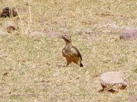 Andean Flicker