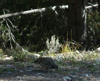 [Dusky Blue Grouse, Signal Mountain, Grand Teton National Park, August 28, 2007.  Photo by Don F...