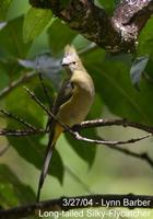 Long-tailed Silky-flycatcher (Ptilogonys caudatus)