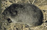 PRAIRIE VOLES (Microtus ochrogaster)