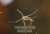 larva of Common pond skater ( Gerris lacustris ) , Germany stock photo