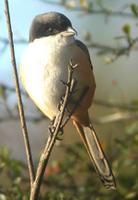 shrike