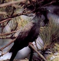 흑비둘기 (黑－ Columba janthina janthina)