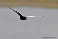 White-winged Tern Chlidonias leucopterus