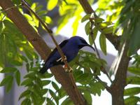 Purple Honeycreeper