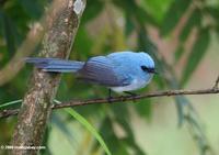 Blue bird with a moderately long tail (African blue-flycatcher (Elminia longicauda)?)