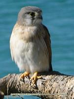 Australian kestrel, Falco cenchroides, Coolum, Queensland, June 2006   © Barrie Jamieson 2006