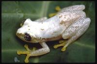 : Afrixalus uluguruensis