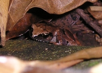 : Arthroleptis wahlbergii; Bush Squeaker