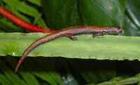 : Bolitoglossa altamazonica