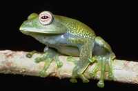 : Boophis elenae