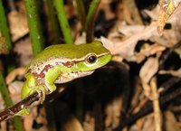 : Litoria phyllochroa; Southern Leaf Green Tree Frog