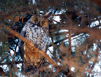 : Asio otus; Long-eared Owl