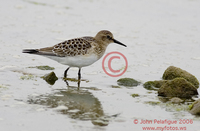 : Calidris bairdii; Baird's Sandpiper