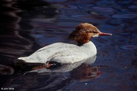 : Mergus merganser; Common Merganser