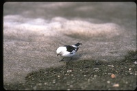 : Plectrophenax nivalis; Snow Bunting