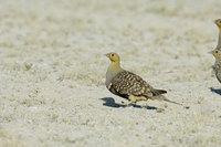 : Pterocles namaqua; Namaqua Sandgrouse