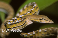 : Ahaetulla prasina; Green Whip Snake