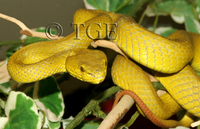 : Cryptelytrops insularis; Wetar Island Tree Viper