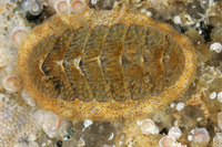 : Lepidozona cooperi; Cooper's Chiton