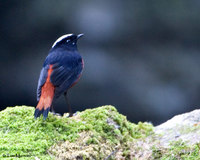 White-capped Water Redstart